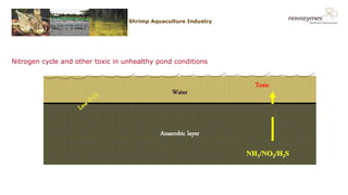 NOVOZYMES PRESENTATION22/06/20168
Water
Nitrogen cycle and other toxic in unhealthy pond conditions
Shrimp Aquaculture Industry
Technical Challenges
Aerobic Layer (0-2 cm)
Anaerobic layer
NH3/NO2/H2S
Toxic
 