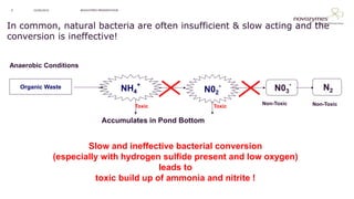NOVOZYMES PRESENTATION22/06/20169
Anaerobic Conditions
Organic Waste NH4
+
N02
-
N03
-
N2
Non-Toxic Non-Toxic
Accumulates in Pond Bottom
In common, natural bacteria are often insufficient & slow acting and the
conversion is ineffective!
Slow and ineffective bacterial conversion
(especially with hydrogen sulfide present and low oxygen)
leads to
toxic build up of ammonia and nitrite !
Toxic Toxic
 