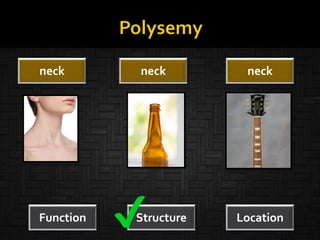 Function Structure Location
neck neck neck