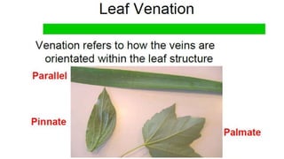 Leaf structure and function | PPT