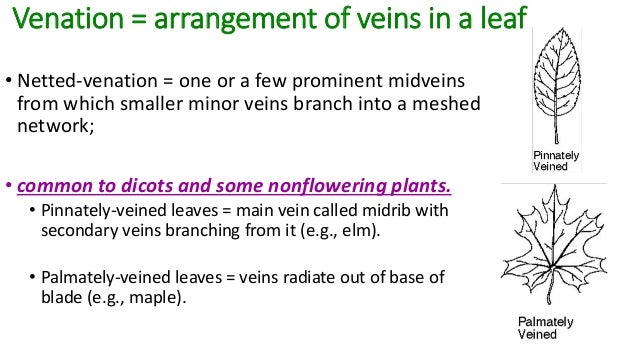 Leaf Structure And Function