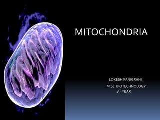 MITOCHONDRIA
LOKESH PANIGRAHI
M.Sc. BIOTECHNOLOGY
1ST YEAR
 