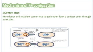 conjugation in e coli | PPTX