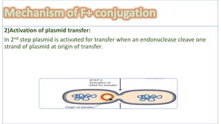 conjugation in e coli | PPTX