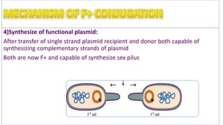 conjugation in e coli | PPTX