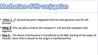 conjugation in e coli | PPTX