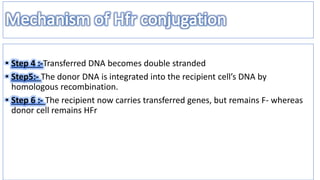 conjugation in e coli | PPTX