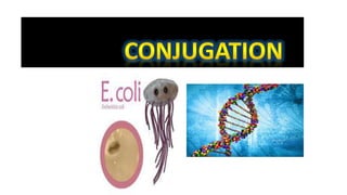 conjugation in e coli | PPTX