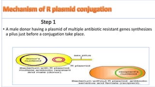 conjugation in e coli | PPTX