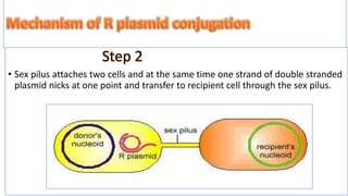 conjugation in e coli | PPTX