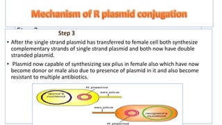 conjugation in e coli | PPTX