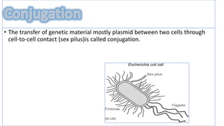 conjugation in e coli | PPTX