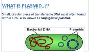 conjugation in e coli | PPTX