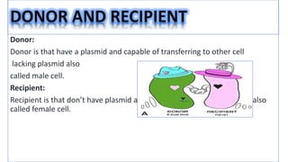 conjugation in e coli | PPTX