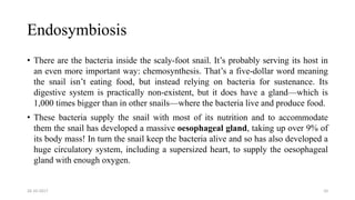 Endosymbiosis
• There are the bacteria inside the scaly-foot snail. It’s probably serving its host in
an even more important way: chemosynthesis. That’s a five-dollar word meaning
the snail isn’t eating food, but instead relying on bacteria for sustenance. Its
digestive system is practically non-existent, but it does have a gland—which is
1,000 times bigger than in other snails—where the bacteria live and produce food.
• These bacteria supply the snail with most of its nutrition and to accommodate
them the snail has developed a massive oesophageal gland, taking up over 9% of
its body mass! In turn the snail keep the bacteria alive and so has also developed a
huge circulatory system, including a supersized heart, to supply the oesophageal
gland with enough oxygen.
26-10-2017 10
 