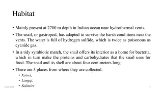 Habitat
• Mainly present at 2780 m depth in Indian ocean near hydrothermal vents.
• The snail, or gastropod, has adapted to survive the harsh conditions near the
vents. The water is full of hydrogen sulfide, which is twice as poisonous as
cyanide gas.
• In a tidy symbiotic match, the snail offers its interior as a home for bacteria,
which in turn make the proteins and carbohydrates that the snail uses for
food. The snail and its shell are about four centimeters long.
• There are 3 places from where they are collected:
• Kairei,
• Longqi,
• Solitaire26-10-2017 3
 