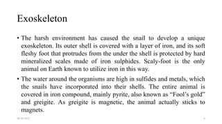 Exoskeleton
• The harsh environment has caused the snail to develop a unique
exoskeleton. Its outer shell is covered with a layer of iron, and its soft
fleshy foot that protrudes from the under the shell is protected by hard
mineralized scales made of iron sulphides. Scaly-foot is the only
animal on Earth known to utilize iron in this way.
• The water around the organisms are high in sulfides and metals, which
the snails have incorporated into their shells. The entire animal is
covered in iron compound, mainly pyrite, also known as “Fool’s gold”
and greigite. As greigite is magnetic, the animal actually sticks to
magnets.
26-10-2017 5
 