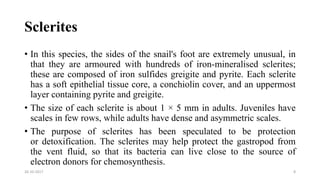 Sclerites
• In this species, the sides of the snail's foot are extremely unusual, in
that they are armoured with hundreds of iron-mineralised sclerites;
these are composed of iron sulfides greigite and pyrite. Each sclerite
has a soft epithelial tissue core, a conchiolin cover, and an uppermost
layer containing pyrite and greigite.
• The size of each sclerite is about 1 × 5 mm in adults. Juveniles have
scales in few rows, while adults have dense and asymmetric scales.
• The purpose of sclerites has been speculated to be protection
or detoxification. The sclerites may help protect the gastropod from
the vent fluid, so that its bacteria can live close to the source of
electron donors for chemosynthesis.
26-10-2017 8
 
