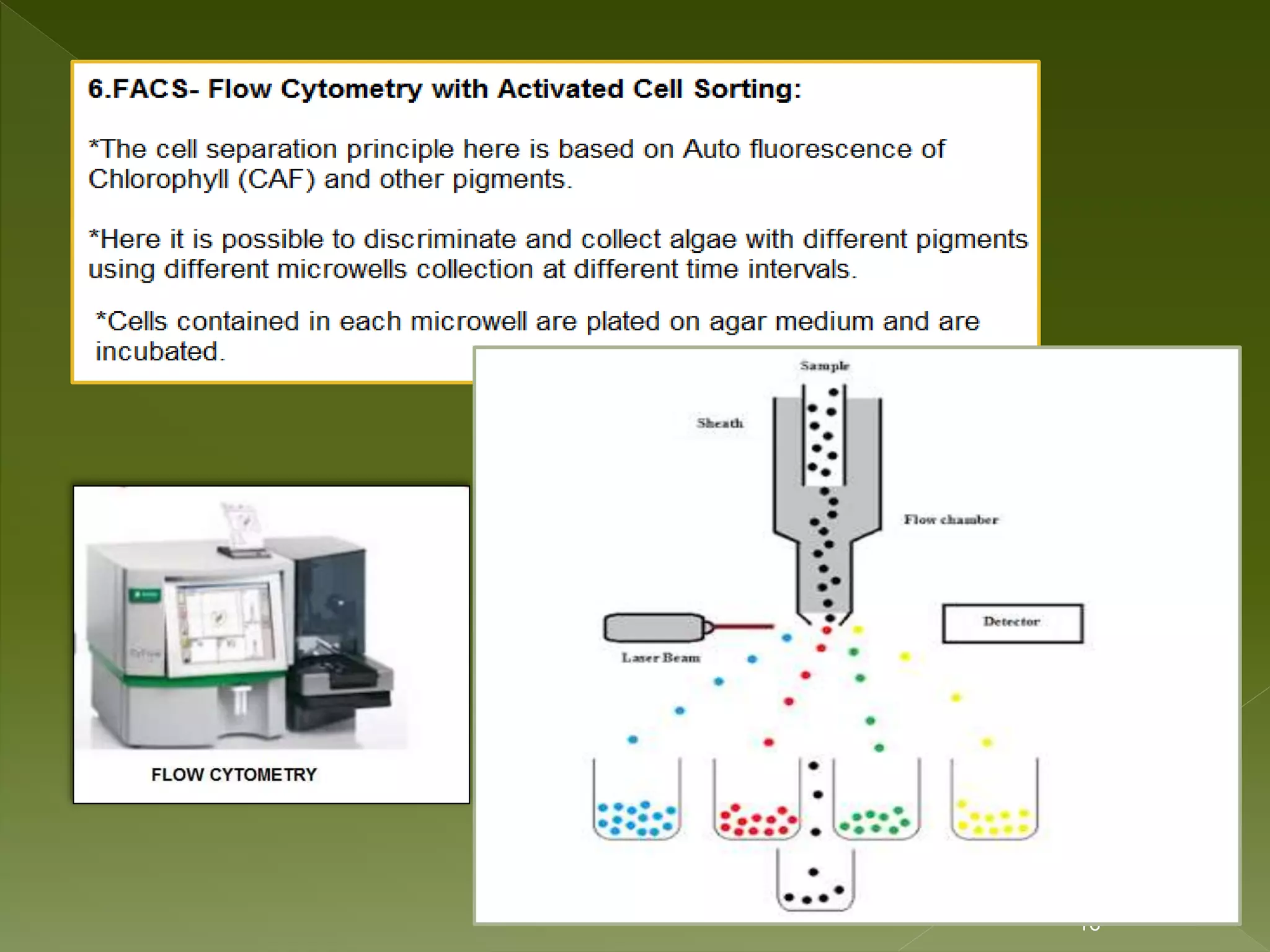 Isolation Of Algae | PPTX