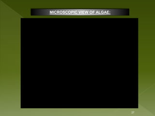 Isolation Of Algae | PPTX