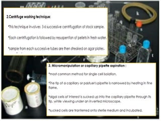Isolation Of Algae | PPTX