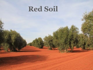 Red Soil
 