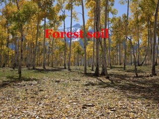 Forest soil
 