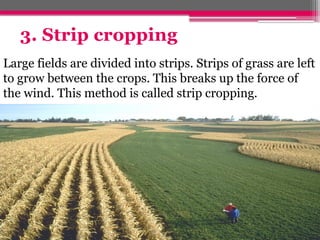 3. Strip cropping
Large fields are divided into strips. Strips of grass are left
to grow between the crops. This breaks up the force of
the wind. This method is called strip cropping.
 