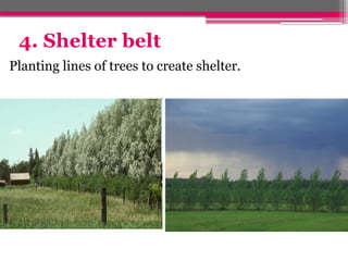 4. Shelter belt
Planting lines of trees to create shelter.
 