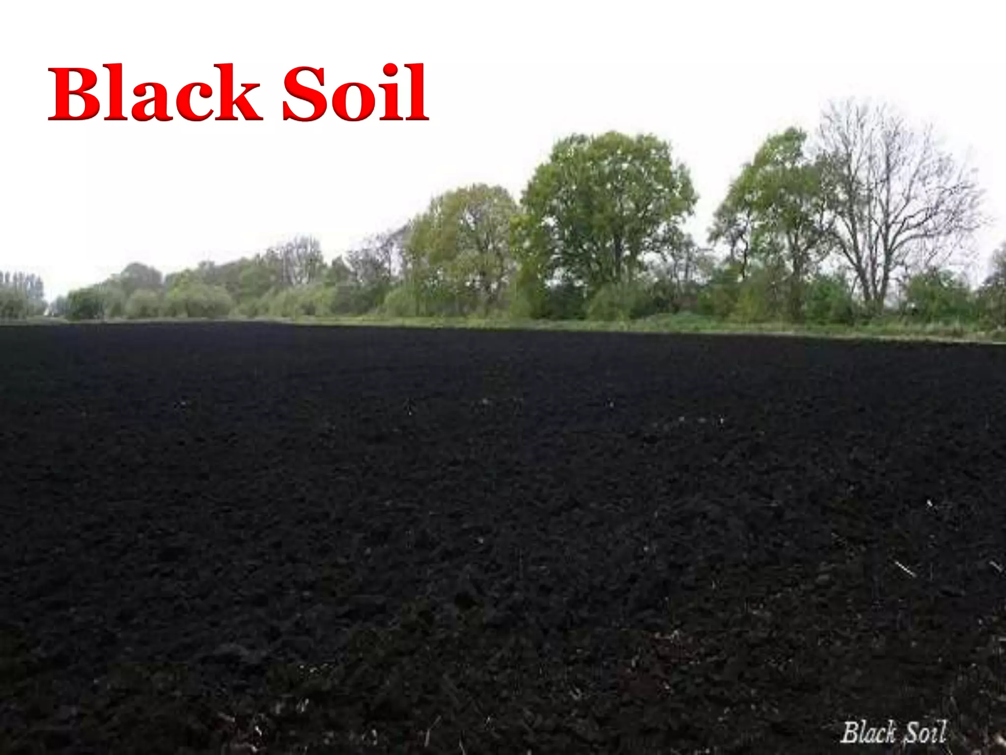 Black Soil
 