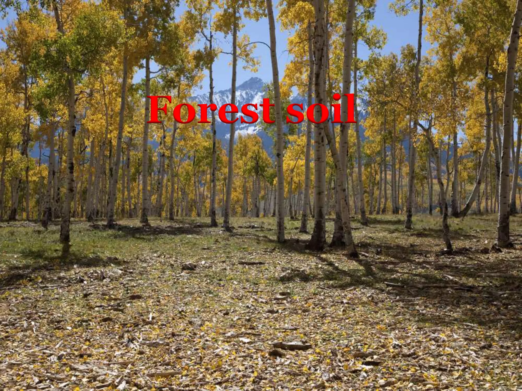 Forest soil
 
