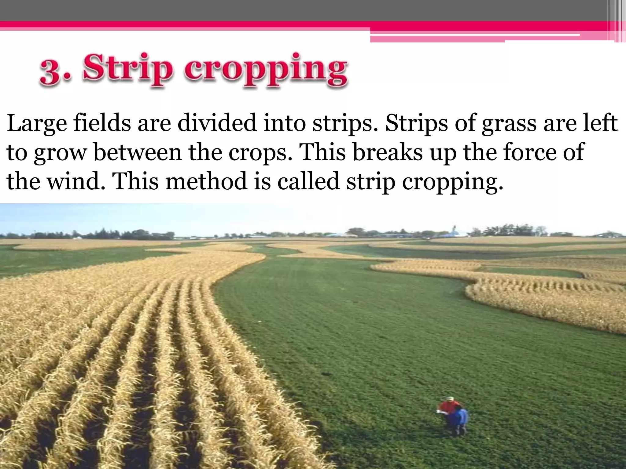 Large fields are divided into strips. Strips of grass are left
to grow between the crops. This breaks up the force of
the wind. This method is called strip cropping.
 