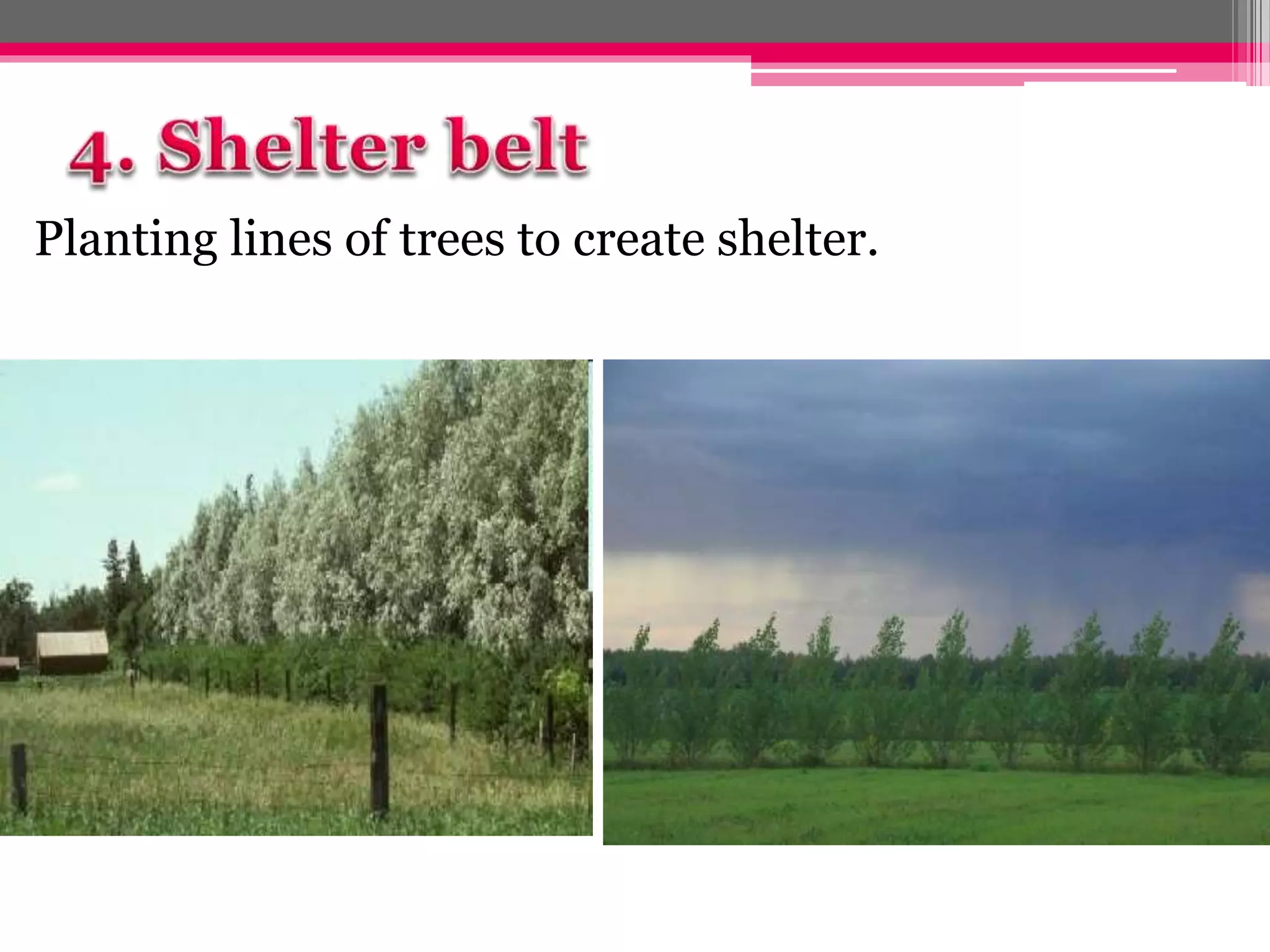 Planting lines of trees to create shelter.
 