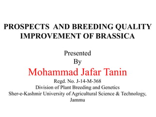 PROSPECTS AND BREEDING QUALITY
IMPROVEMENT OF BRASSICA
Presented
By
Mohammad Jafar Tanin
Regd. No. J-14-M-368
Division of Plant Breeding and Genetics
Sher-e-Kashmir University of Agricultural Science & Technology,
Jammu
 