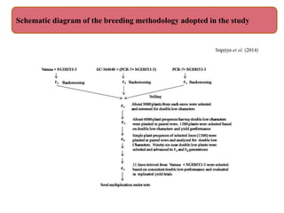 Broida Method Prospects and Breeding Quality Improvement of Brassica | PPTX