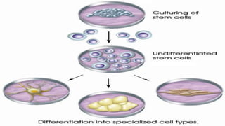 STEM CELLS | PPTX