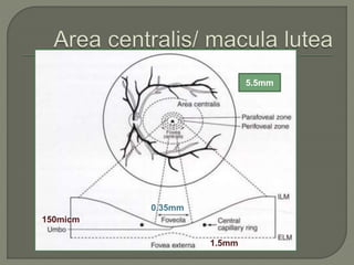 Interocular Area anatomy of retina | PPTX