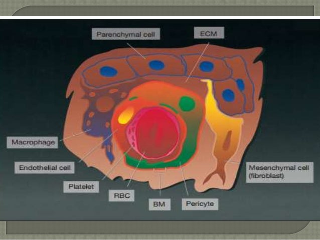Anatomy Of Retina