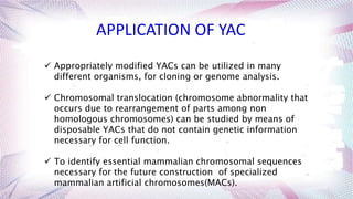  Appropriately modified YACs can be utilized in many
different organisms, for cloning or genome analysis.
 Chromosomal translocation (chromosome abnormality that
occurs due to rearrangement of parts among non
homologous chromosomes) can be studied by means of
disposable YACs that do not contain genetic information
necessary for cell function.
 To identify essential mammalian chromosomal sequences
necessary for the future construction of specialized
mammalian artificial chromosomes(MACs).
APPLICATION OF YAC
 