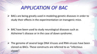 APPLICATION OF BAC
 BACs are being greatly used in modeling genetic diseases in order to
study their effects in the experimentation on transgenic mice.
 BAC have been used to study neurological diseases such as
Alzheimer’s disease or in the case of down syndrome.
 The genome of several large DNA Viruses and RNA viruses have been
cloned as BACs. These constructs are referred to as “infectious
clones”.
 