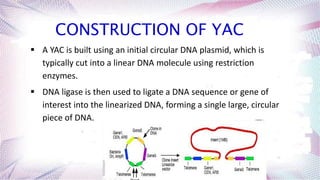 CONSTRUCTION OF YAC
 A YAC is built using an initial circular DNA plasmid, which is
typically cut into a linear DNA molecule using restriction
enzymes.
 DNA ligase is then used to ligate a DNA sequence or gene of
interest into the linearized DNA, forming a single large, circular
piece of DNA.
 