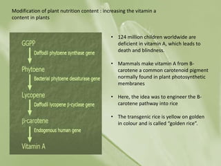 Golden Rice In India GOLDEN RICE; The genetically modified crop in India | PPTX