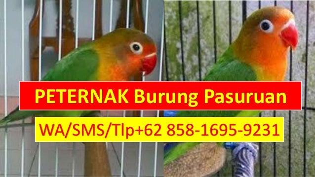 Langsung Dari Ahlinya Wa 62 858 1695 9231 Harga Burung Lovebi
