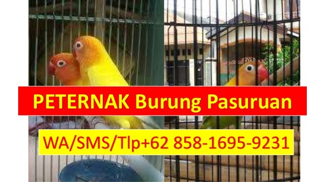 Langsung Dari Ahlinya Wa 62 858 1695 9231 Harga Burung Lovebi