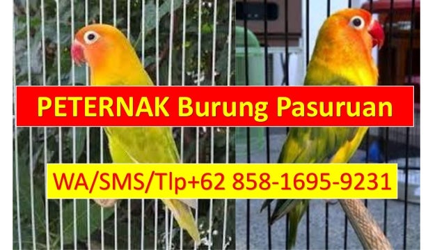 Langsung Dari Ahlinya Wa 62 858 1695 9231 Harga Burung Lovebi