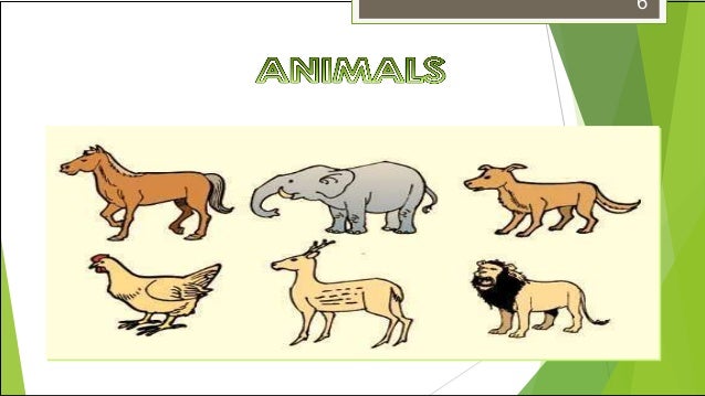 Zoo Animals And Their Feeding And Management