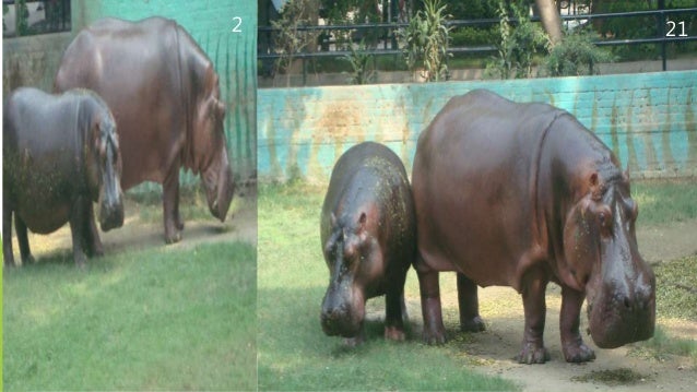 Zoo Animals And Their Feeding And Management