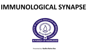 IMMUNOLOGICAL SYNAPSE
Presented by- Budha Ratna Rav
 