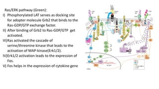 Ras/ERK pathway (Green):
I) Phosphorylated LAT serves as docking site
for adopter molecule Grb2 that binds to the
Ras-GDP/GTP exchange factor.
II) After binding of Grb2 to Ras-GDP/GTP get
activated.
III)Ras activated the cascade of
serine/threonine kinase that leads to the
activation of MAP-kinase(Erk1/2).
IV)Erk1/2 activation leads to the expression of
Fos.
V) Fos helps in the expression of cytokine gene.
 