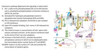 Calcineurin pathway (Represent the signaling in violet color):
I) PLC- γ bids to the phosphorylated LAT via its SH2 domain
and is activated by phosphorylation of tyrosine residues by
ZAP70, Itk and Fyn.
II) Activated PLC hydrolyses phosphatidyl inositol 3-
phosphate into Inositol-3-phosphate (IP3) and DAG.
III) IP3 is released into cytoplasm and binds to own receptor
on ER membrane.
IV) Upon IP3 receptor binding, Ca2+ stores in ER released into
cytoplasm.
V) This initial increase in concentration of Ca2+ opens Ca2+
release activated channels at the plasma membrane leads
to the entry of Ca2+ ion into cytoplasm.
VI) Increase in the level of Ca2+, activate the protein
phosphatase calcineurin which turn to dephosphorylate
the transcription factor nuclear factor of T-cell (NFAT).
VII)NFAT enters in to the nucleus of T-cell and activate the
transcription of cytokine genes.
 